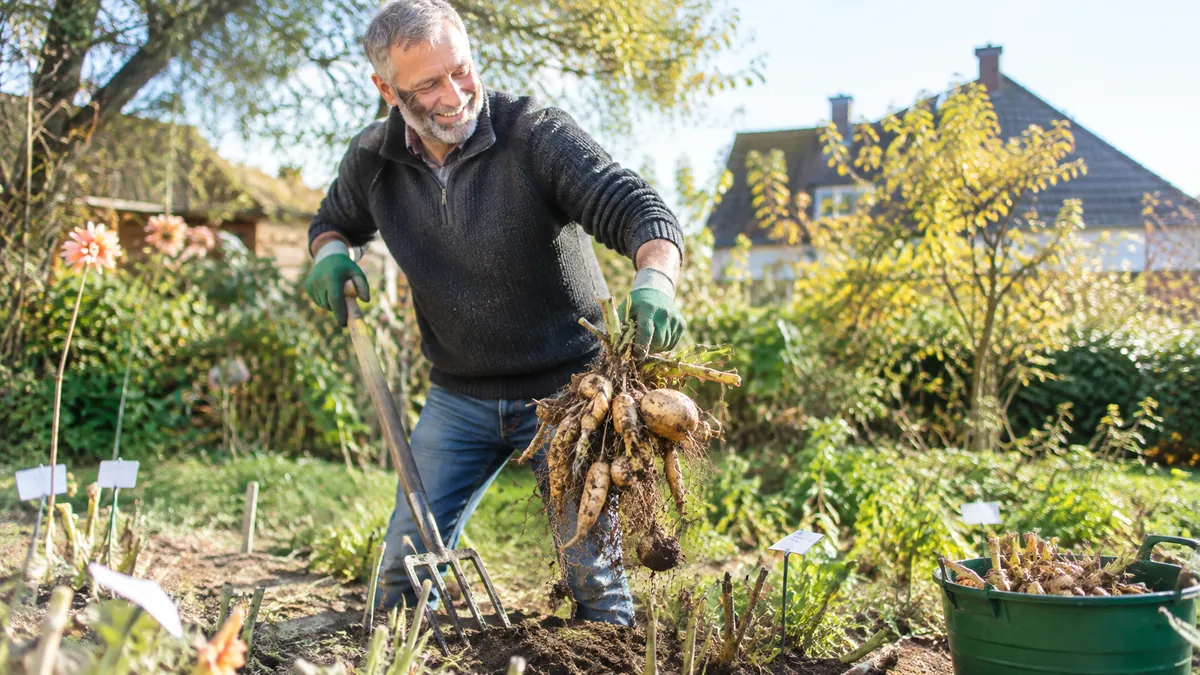 Lächelnder Mann mit grauem Bart, in den Fünfzigern, hebt im sonnigen Herbstbeet Dahlienknollen mit der Grabegabel, Stängel mit Etiketten