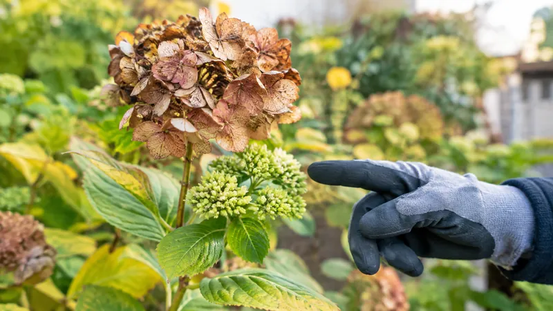 Nahaufnahme eines Hortensienstiels mit vertrockneter Blüte, darunter dicke grüne Knospen, auf die eine Hand im Handschuh zeigt