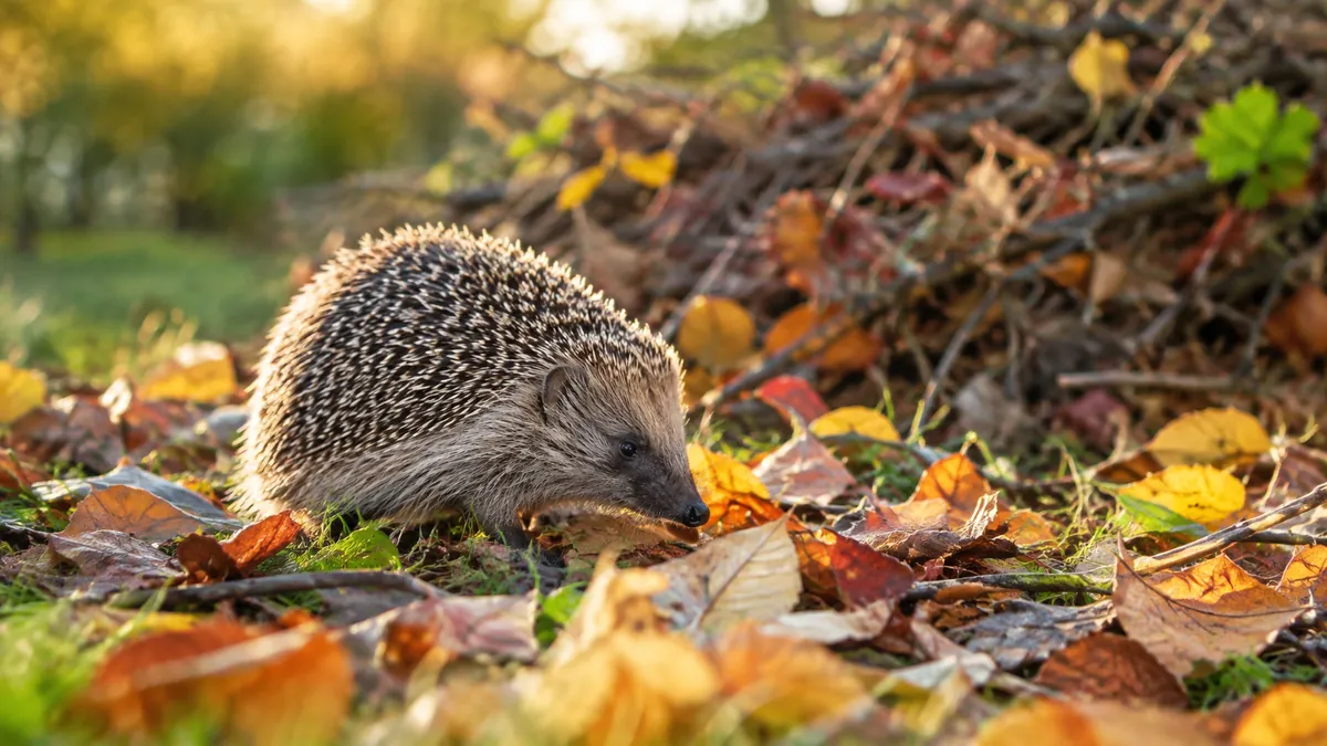 Igel läuft im goldenen Abendlicht über buntes Herbstlaub auf einem Rasen, dahinter ein Haufen aus Laub und Reisig
