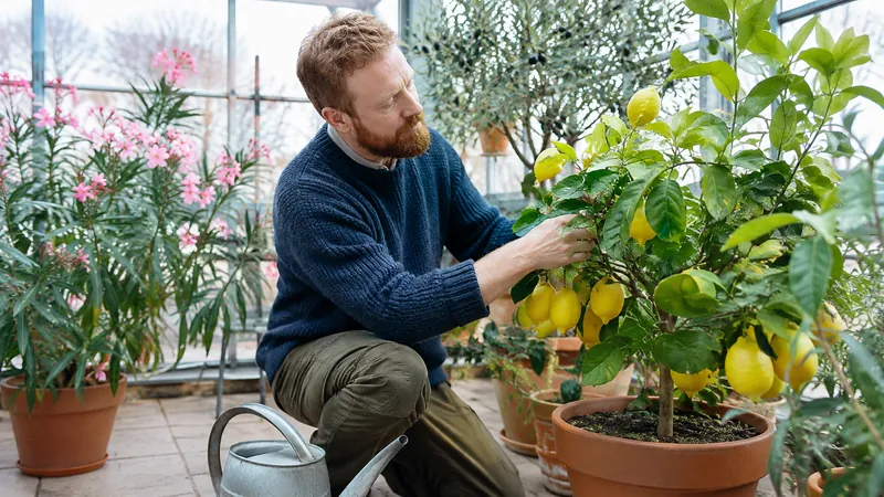 Mann mit rotem Bart prüft in einem hellen, unbeheizten Wintergarten die Blätter eines Zitronenbäumchens, daneben Oleander und Olivenbaum