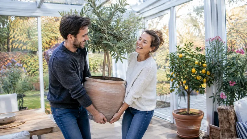 Lachendes Paar trägt einen großen Olivenbaum im Topf in einen hellen Wintergarten, in dem schon Zitronenbäumchen und Oleander stehen