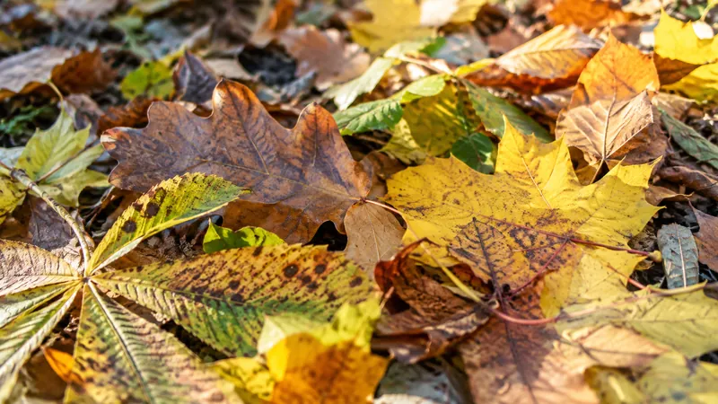 Nahaufnahme von Herbstblättern am Boden: Eiche, Walnuss, Ahorn und Rosskastanie, manche Kastanienblätter mit braunen Flecken, Morgenlicht