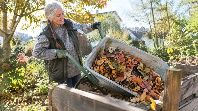 Frau in den Sechzigern mit grauem geflochtenem Zopf leert bei Herbstsonne eine Schubkarre buntes Laub in einen Holzkomposter im Naturgarten