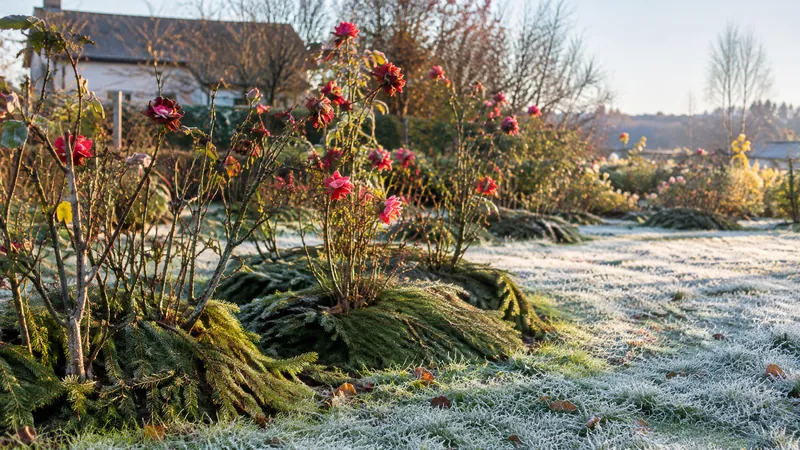 Angehäufelte Rosensträucher mit letzten roten Blüten in einem Beet, am Fuß mit Tannenzweigen abgedeckt, Raureif auf dem Rasen in der tiefen Wintersonne